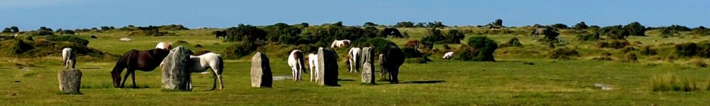 feral ponies grazing and scratching in a stone circle in short grass against a blue sky