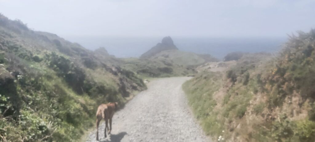 hazy picture of a brindle dog heading down a path towards the rugged coast and sea