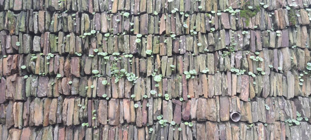 a close up of a dry stone wall built with a lot of vertical slates featuring pennywort leaves and a drain pipe outlet