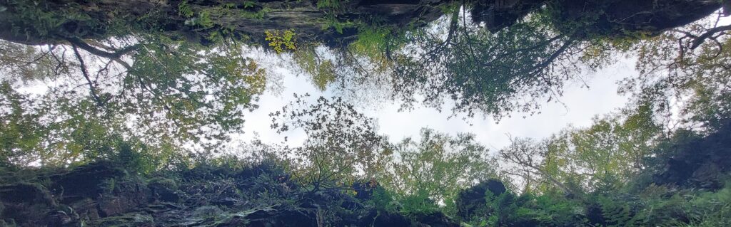 a view of trees from below either side of canyon